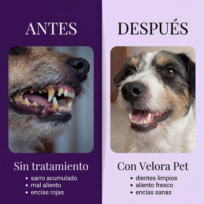 Spray Dental Para Perros Sin Anestesia ni Cepillado