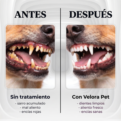 Spray Dental Para Perros Sin Anestesia ni Cepillado